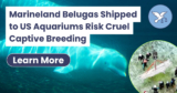 Marineland Belugas Shipped to US Aquariums Risk Cruel Captive Breeding