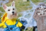 8 Tips to Keep Your Dog Safe on Halloween