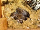 Keep Mice Out This Winter