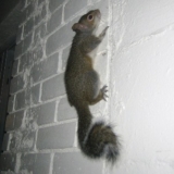 Minnesota Winter Wildlife Problems You Can’t Ignore