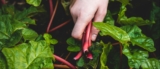 Growing Your Own Food: Expert Tips for Backyard and Small-Space Gardening