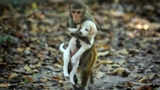 Monkeys sometimes have ‘pets’ like humans