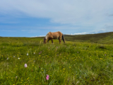 Lost all my sheep | My Shetland