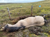 Live, Please Live! | My Shetland