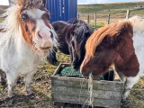 A Windy Weekend | My Shetland