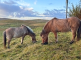 A Perfect Day | My Shetland