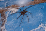 Wolf Spider NC Identification | Wolf Spider Types & Bites