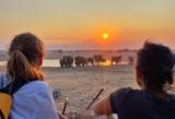 Where to Go on Safari in Africa: How to Choose the Perfect Destination