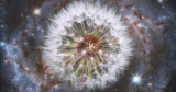 G.K. Chesterton on How to Live in Wonder – The Marginalian