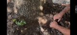 Negative Impact of Over-Mulching Trees | Granbury, Texas