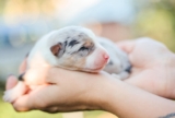 Newborn Puppy: What Are The First 24 Hours Like?