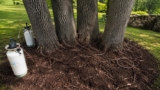 Oak Wilt Prevention for Live Oaks | Eagle Mountain Lake, Texas