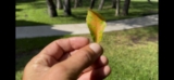 Oak Wilt Prevention for Southern Live Oaks | Lake Worth, Texas