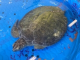Sea Turtle Hospital Patient – Oceanus
