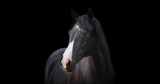Ontario Proposes Ban on Horse Slaughter