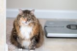 Is My Dog or Cat Actually Overweight, or Just Fluffy?