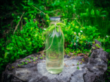 Spruce Tip Cordial (granskuddsaft) – North Wild Kitchen