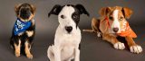 Puppy Bowl “Pup Rally” Was a Touchdown! — Foster Dogs