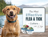 The Most Effective Flea & Tick Collars for Dogs