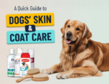 A Quick Guide to Dogs’ Skin & Coat Care