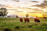 Protect pasture, rangeland, forage supplies with PRF coverage