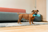 Tips from Real Dog-Friendly Office Pros – Play Pet Brands