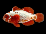 QM Aquacultures the Peacekeeper Maroon Clownfish | Reef Builders
