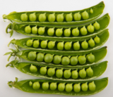 The right wing gender freakout, UK peas edition