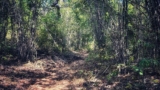 Pench Tiger Trail by Indiahikes: Walking Inside a Tiger Reserve on Foot