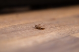 How Does Pest Control Utilize Population Threshold Modeling to Determine When Early Intervention Can Prevent Rapid Infestation Escalation?