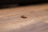 How Does Pest Control Utilize Population Threshold Modeling to Determine When Early Intervention Can Prevent Rapid Infestation Escalation?
