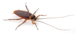 What Predictive Monitoring Techniques Does Pest Control Use to Detect Early Colony Establishment Before Visible Infestation Signs Appear?