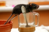 How Does Pest Control Utilize Foraging Network Analysis to Interrupt Pest Movement Before Colonies Become Established Indoors?