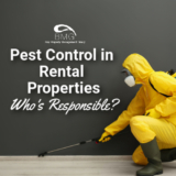 Pest Control in Rental Properties: Who’s Responsible?