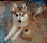 Petcube Smart Pet Camera Cam 360 Review – Paw Print