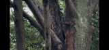 Shumard Red Oak Recovery After Lion-Tailing | North Texas Tree Care
