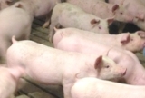 Animal Cruelty is NOT the price to cheap meat