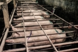 Whistleblowers: $10k for Tips on Mislabeled “Humane” Meat