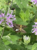 Recommended vendor: Tend Native Plants