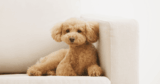 Why Your Poodle Is Secretly Terrified When You Leave — And 7 Proven Ways to Finally Help Them • Kritter Kommunity