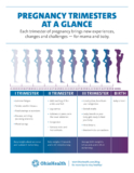Stages of Pregnancy by Trimester