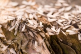 Termite Infestation in Singapore – Greencare Pest Control & Cleaning