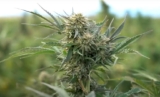 All About Natural CBD Products and CBD Oil| Green Method Farms