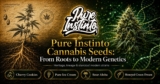 Pure Instinto Cannabis Seeds | From Roots to Modern Genetics