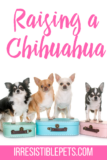 Raising a Chihuahua – Irresistible Pets