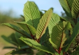 The Rainbow of Kratom | Properties of Each Colored Strain