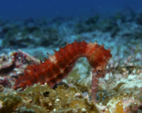 Scuba Diving in the Philippines | Malapascua Island
