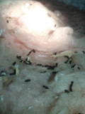 Removal of Animal Droppings in Attic