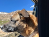 Traveling With Dogs: Tricks and Tips for a Smooth Journey