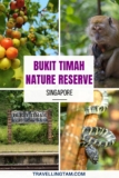 Wildlife at Bukit Timah Nature Reserve – The Last Rainforest In Singapore